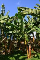 Bananenplantage (2)