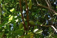 Besuch der Rastavillage Jamaika (2)