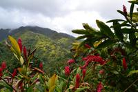 Blue Mountains Jamaika (7)