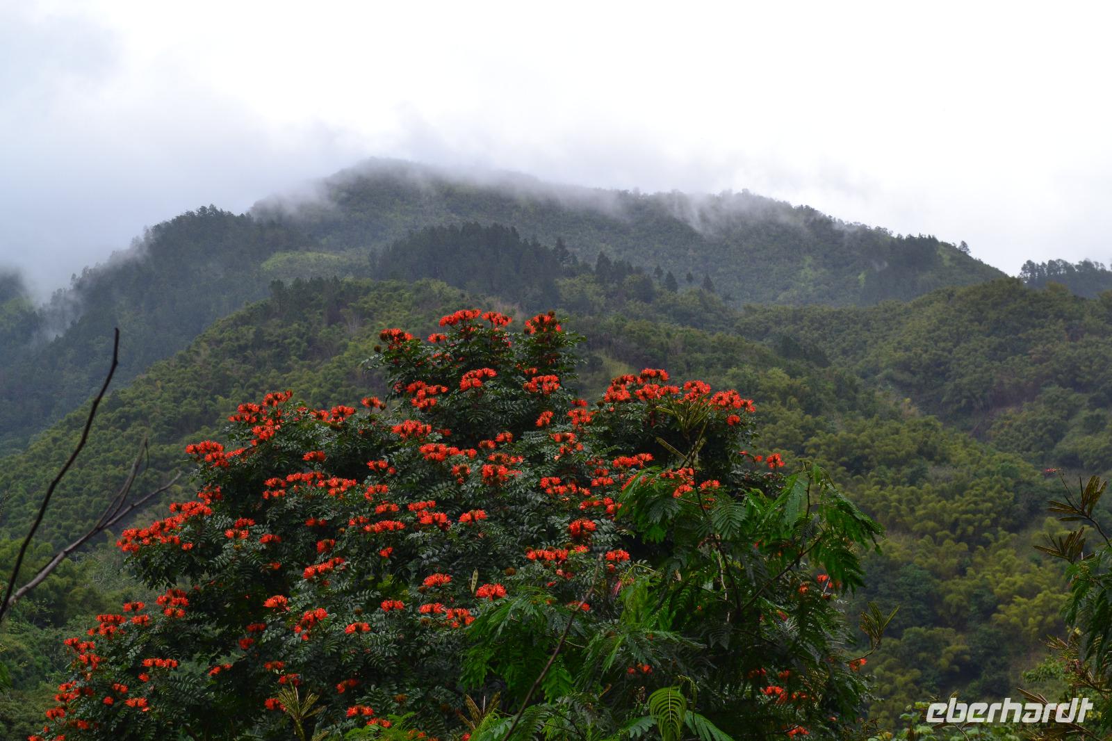 Blue Mountains Jamaika (8)