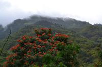 Blue Mountains Jamaika (8)