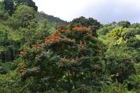 Blue Mountains Jamaika (9)