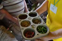 Blue Mountains Jamaika (10)