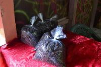 Blue Mountains Jamaika (14)