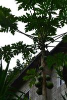 Blue Mountains Jamaika (20)