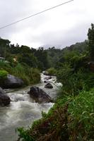 Blue Mountains Jamaika (22)