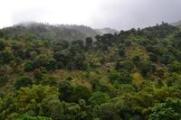 Bluemountains Jamaika (1)