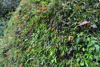 Bluemountains Jamaika (6)