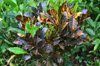 Bluemountains Jamaika (8)