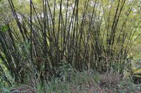 Bluemountains Jamaika (9)