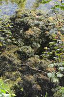 Bluemountains Jamaika (10)