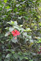 Bluemountains Jamaika (11)