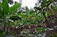 Bluemountains Jamaika (12)