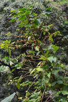 Bluemountains Jamaika (14)