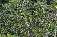 Bluemountains Jamaika (15)