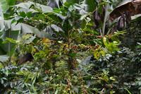 Bluemountains Jamaika (16)