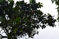 Bluemountains Jamaika (18)