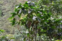 Bluemountains Jamaika (20)