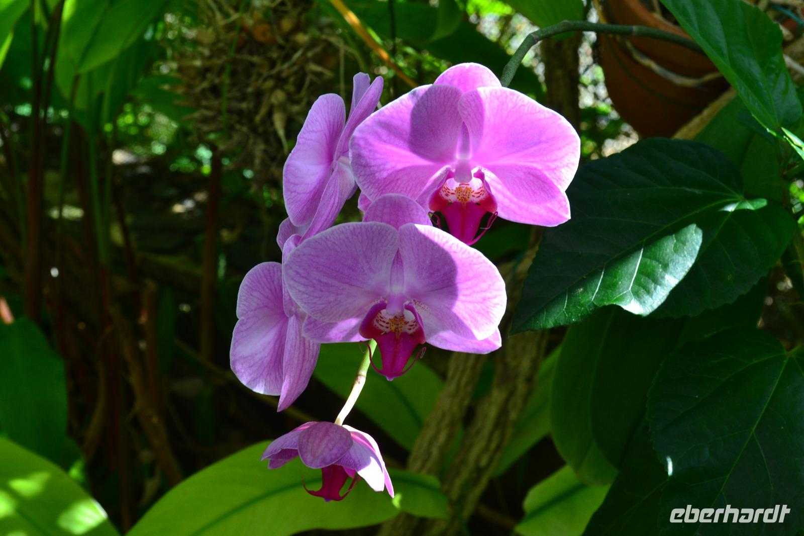 Botanischer Garten Roatan (1)