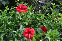 Botanischer Garten Roatan (2)