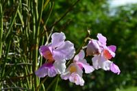 Botanischer Garten Roatan (3)