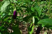 Botanischer Garten Roatan (5)