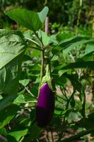 Botanischer Garten Roatan (6)