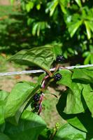 Botanischer Garten Roatan (7)