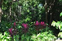 Botanischer Garten Roatan (8)