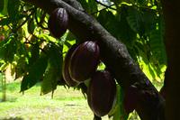 Botanischer Garten Roatan (10)