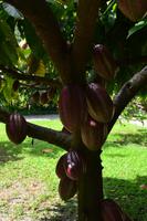 Botanischer Garten Roatan (11)