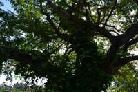 Botanischer Garten Roatan (12)