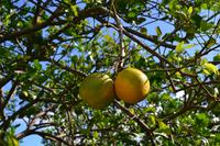 Botanischer Garten Roatan (14)