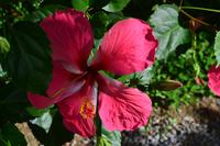 Botanischer Garten Roatan (15)