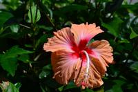 Botanischer Garten Roatan (16)