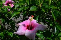 Botanischer Garten Roatan (17)