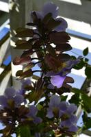 Botanischer Garten Roatan (19)