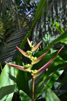 Botanischer Garten Roatan (20)