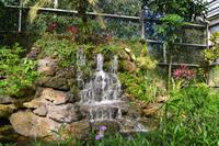 botanischer Garten Roatan (22)