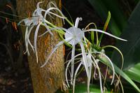 botanischer Garten Roatan (23)