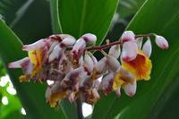 botanischer Garten Roatan (24)