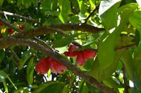 botanischer Garten Roatan (25)