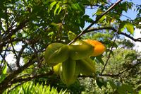 botanischer Garten Roatan (27)