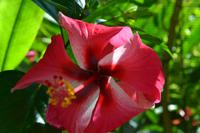 botanischer Garten Roatan (28)