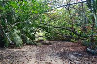 Cahuita National Park (4)