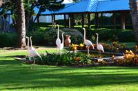 Flamingos in Hotelanlage Hilton (1)