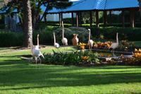 Flamingos in Hotelanlage Hilton (3)