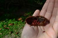 Rastavillage Montego Bay (1)