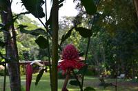 Rastavillage Montego Bay (3)