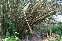 Rastavillage Montego Bay (5)